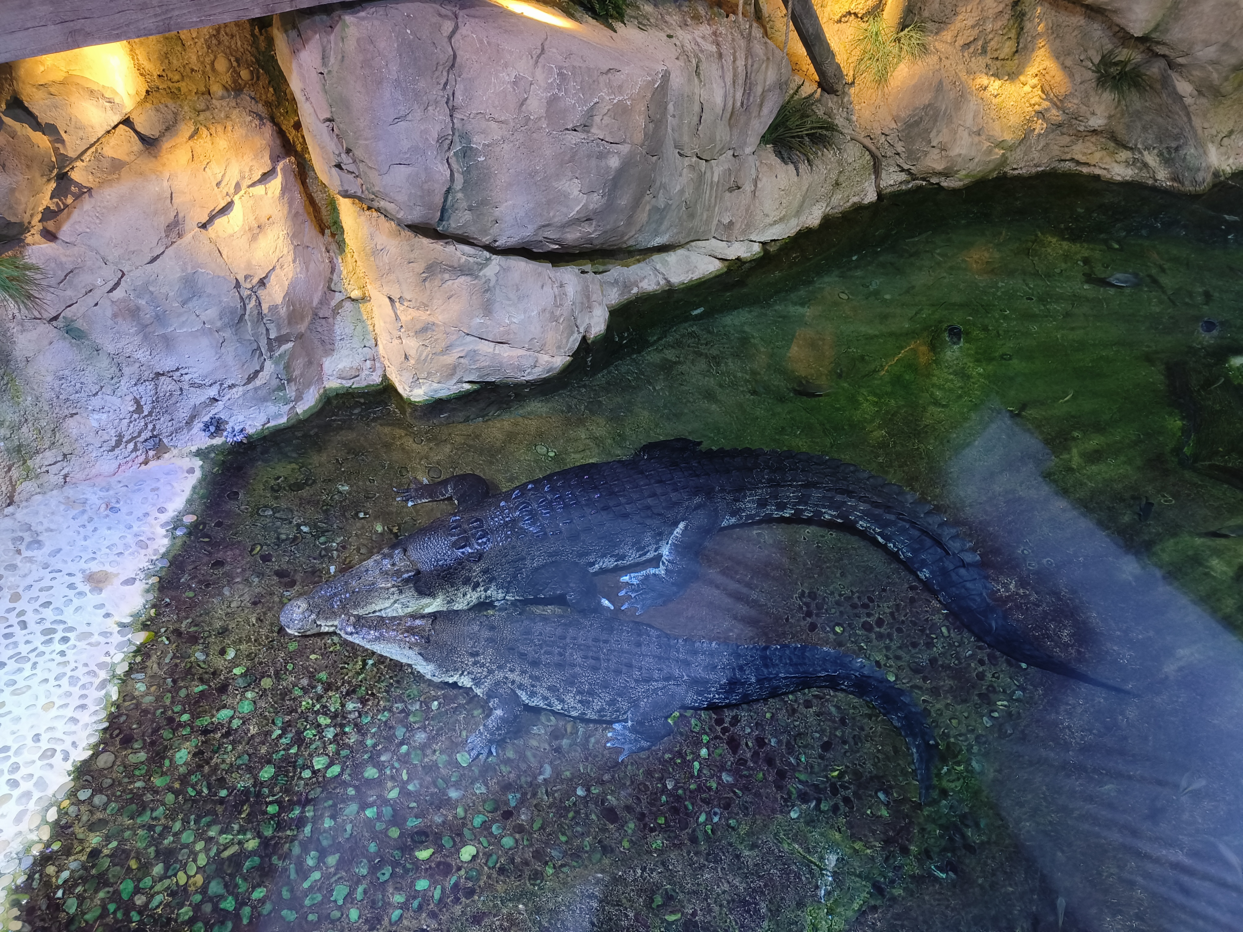 Dubai Aquarium and Underwater Zoo massive crocodile exhibit - 750kg reptile in specially designed environment